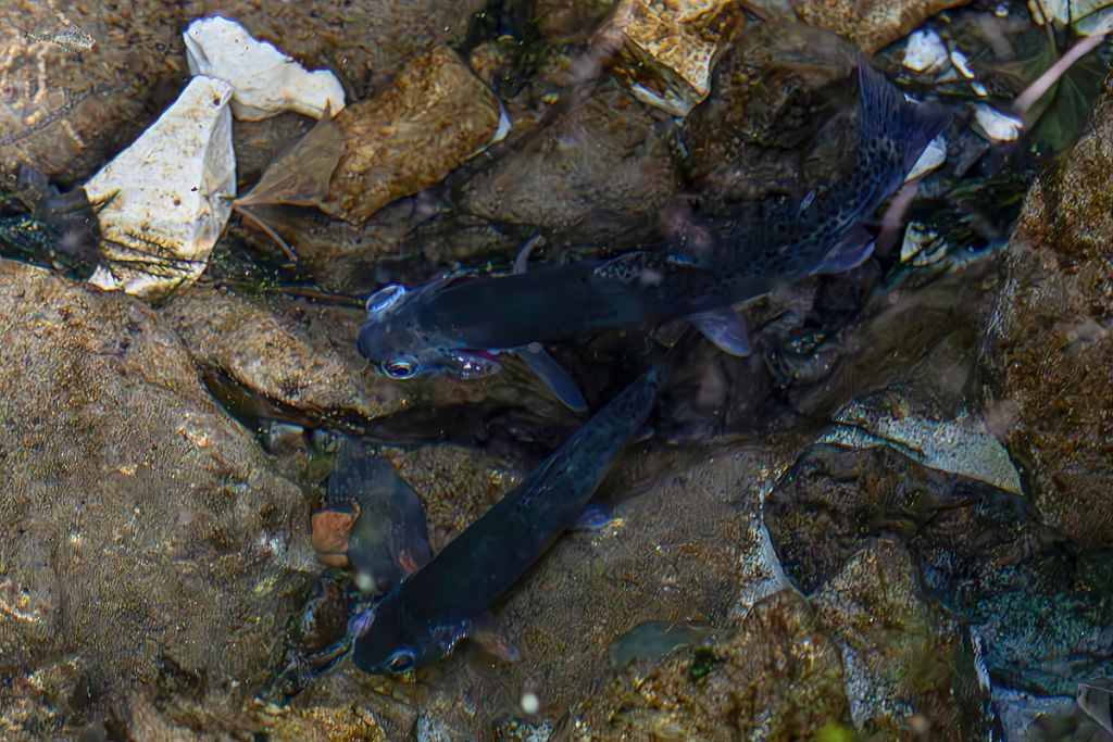 Trote nel torrente conteso